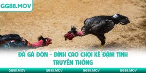 Đá Gà Đòn - Đỉnh Cao Chọi Kê Đậm Tính Truyền Thống