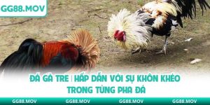 Đá Gà Tre | Hấp Dẫn Với Sự Khôn Khéo Trong Từng Pha Đá