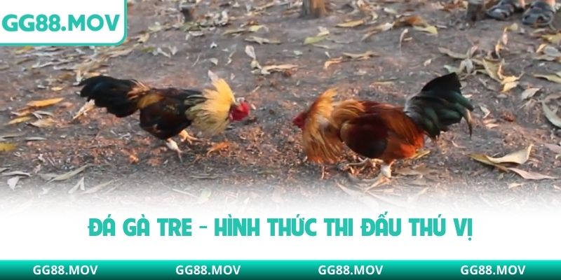 Đá gà tre hình thức thi đấu thú vị